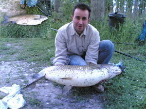 Carpa Regina tenacissima